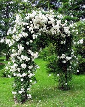 Climbing white roses seeds - 20seeds - code 386 - £4.74 GBP