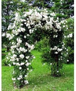 Climbing white roses seeds - 20seeds - code 386 - $110.24 MXN Climbing white roses seeds - 20seeds - code 386 - $110.24 MXN