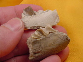 (F302-7) Genuine Fossil Oreodont Merycoidodon Culbertsoni PARTIAL JAW BO... - $14.01