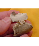 (F302-7) Genuine Fossil Oreodont Merycoidodon Culbertsoni PARTIAL JAW BO... - $19.22 CAD