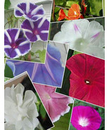 PSA Morning Glories Mixed 20 Seeds Fast Growing - $19.07 CAD