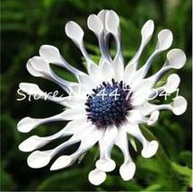 Fresh Seeds Blue Eyed Daisy Flowers White Flowers - $12.36