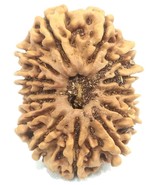 Rare Super Collector Size 14 Mukhi Rudraksha - Nepal - 30.59 mm - IGL Ce... - $1,304.85 CAD