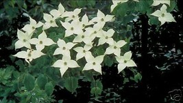 Cornus Kousa Chinensis Chinese Dogwood Tree Fresh Seeds - $18.98