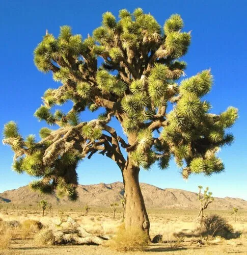 Fresh Joshua Tree 100 + Seeds (Yucca Brevifolia) Mojave Desert Usa Garden - £25.77 GBP