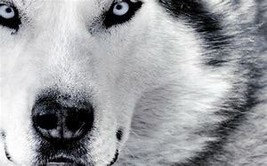 WEREWOLF male Shape Shift power Werewolf  mysterious power changes Sioux... - $67.77