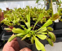 Venus Flytrap – Dionaea muscipula – Carnivorous Plant - €21,00 EUR