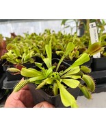 Venus Flytrap – Dionaea muscipula – Carnivorous Plant - $461.17 MXN