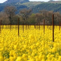 Best Seeds 3000 Southern Giant Curled Mustard Ostrich Plume Brassica Juncea Vege - £11.13 GBP