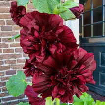 New For Fall Chater&#39;S Double Burgundy Hollyhock Flower 40 Seeds Ts Fresh Garden - £7.82 GBP