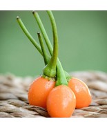 Carioca Orange Brazilian Wild Pepper Fresh For Garden - $16.95 CAD
