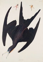 12164.Poster print or Canvas wall decor.Room art design.Audubon bird.Pelican - £12.65 GBP+