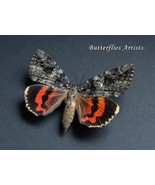 Wife Underwing Catocala ilia Real Moth Framed Entomology Shadowbox - $1,102.76 MXN