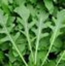 500 Seeds Rocket Arugula Microgreens Garden Herb Salad Cool Season Spicy Non-GMO - £8.84 GBP