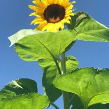 American Giant Sunflower Seeds 15 Seeds Fresh Garden - $11.98