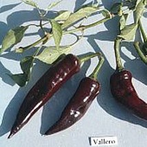 USA Seller Vallero Hot Peppers Seeds Fast Shipping - £9.56 GBP