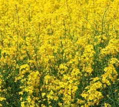 Seeds 500 Yellow Mustard Microgreens Make Your Own Mustard - £7.69 GBP