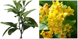 ORANGE ZEST Peel Jasmine Jessamine Tropical Cestrum Plant Fragrant Orange Flower - £52.73 GBP