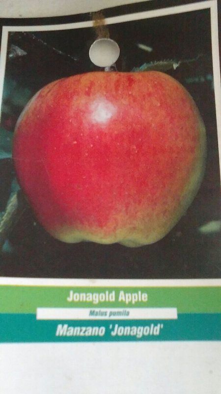 JONAGOLD APPLE 4-6 FT Fruit Tree Plants Live Trees Plant Juicy Sweet Apples - $140.60
