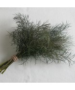 MBK Aloinopsis Luckhoffii X Setifera Living Stones Cacti Mesembs Seed 50... - $17.98