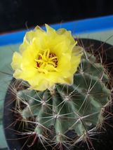 Fresh Echinocactus Setispinus Barrel Cactus Seeds! - $12.29 CAD