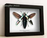 Green Reflection Chrysochroa Saundersi Real Jewel Beetle Entomology Shad... - $65.00