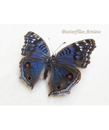 Blue Buckeye Precis Rhadama Real Butterfly Framed Entomology Shadowbox - $49.00