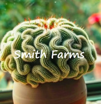 25 Seeds Brain Cactus (Mammillaria Elongata Cristata) From US  - £7.92 GBP