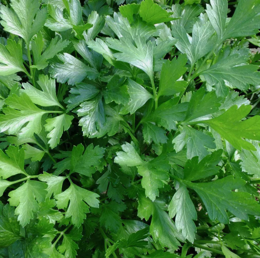 LD 250 Seeds Italian Giant Parsley Seeds, Nongmo, Heirloom Fast Shipping - $7.99