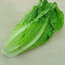 Lettuce Romaine Parris Island 100 NON GMO Seeds - £5.40 GBP