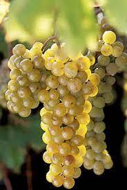 “ 100 PCS seeds LaCrescent Golden Brown Grape Seeds Hardy Plants White Grape Win