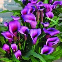 Seed100pcs Rare Calla Lily Flower Plant Bonsai - $6.00
