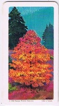 Brooke Bond Red Rose Tea Card #47 Western Flowering Dogwood Trees Of North Amer - £0.76 GBP