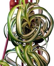 Live Plant 3.75&quot; Pot Spider Curly Bonie Chlorophytum Comosum Easy Grow Clean Air - £39.90 GBP