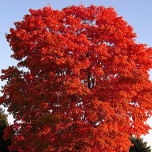 10 Fresh Clippings Red Maple Tree  Acer Rubrum Wild Grown Organic Attracts Birds - £23.50 GBP