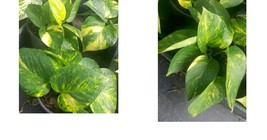 Golden Pothos Devil&#39;s Ivy 6 Leaves per 4&quot; Pot Houseplant Indoors/Outdoors - £20.77 GBP