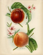 12806.Poster print.Room Wall design.Vintage fruit.Peaches types.Kitchen decor - £13.02 GBP+