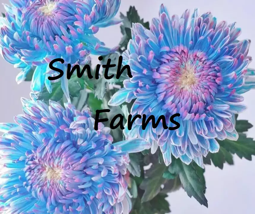 200 Seeds Blue Pink Chrysanthemum Flowers Mums Fast US Shipping - $13.37 CAD