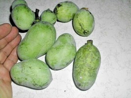 USA Seller 5 Herbert Pawpaw Seeds Asimina Triloba Herbert Fresh Seeds - £9.57 GBP