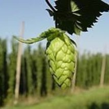 New Fresh Seeds Hops Common For Beer Making - £16.54 GBP