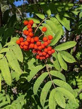 SEED- European Mountain Ash Rowan Sorbus Aucuparia Shade Tree Bonsai Ber... - $5.58+