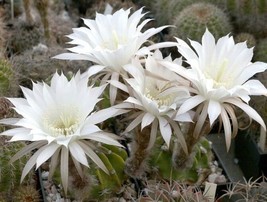 Pseudo-echinopsis SUPER WHITE,  cactus plant flowering succulent seed -15 seeds - $8.99