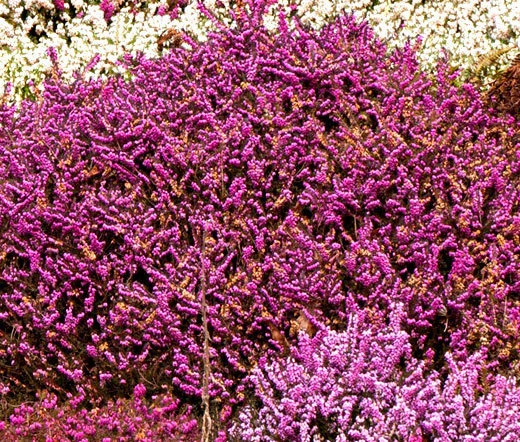 CALLUNA SCOTH HEATHER Calluna Vulgaris - 100 Bulk Seeds - $33.88