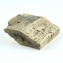 Petrified Wood South Dakota 1 lb 5.6 oz 4” x 4" x 1.4" Wooden Rock Stone Fossil image 4
