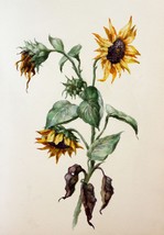 Sunflowers Watercolor Original Painting Botanical Art Flowers Ukrainian Artist - £133.68 GBP