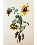 Sunflowers Watercolor Original Painting Botanical Art Flowers Ukrainian ... - £132.91 GBP