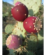 KKG Opuntia Ficus Indica Nopal Edible Cactus Nopalea Juice Nopalina 100 ... - $26.37