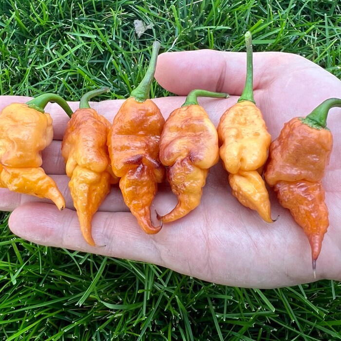 King Boc Dark Leaf Superhot Pepper Seed Pack Fast Shipping