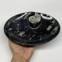 852g, 8.75&quot;x6.5&quot; Black Fossils Ammonite Orthoceras Bowl Oval Ring @Morocco,B8447 - £47.95 GBP