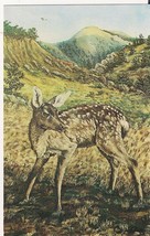 Black Hills Fawn Browsing Postcard From A Painting By Turner Covi - $2.99